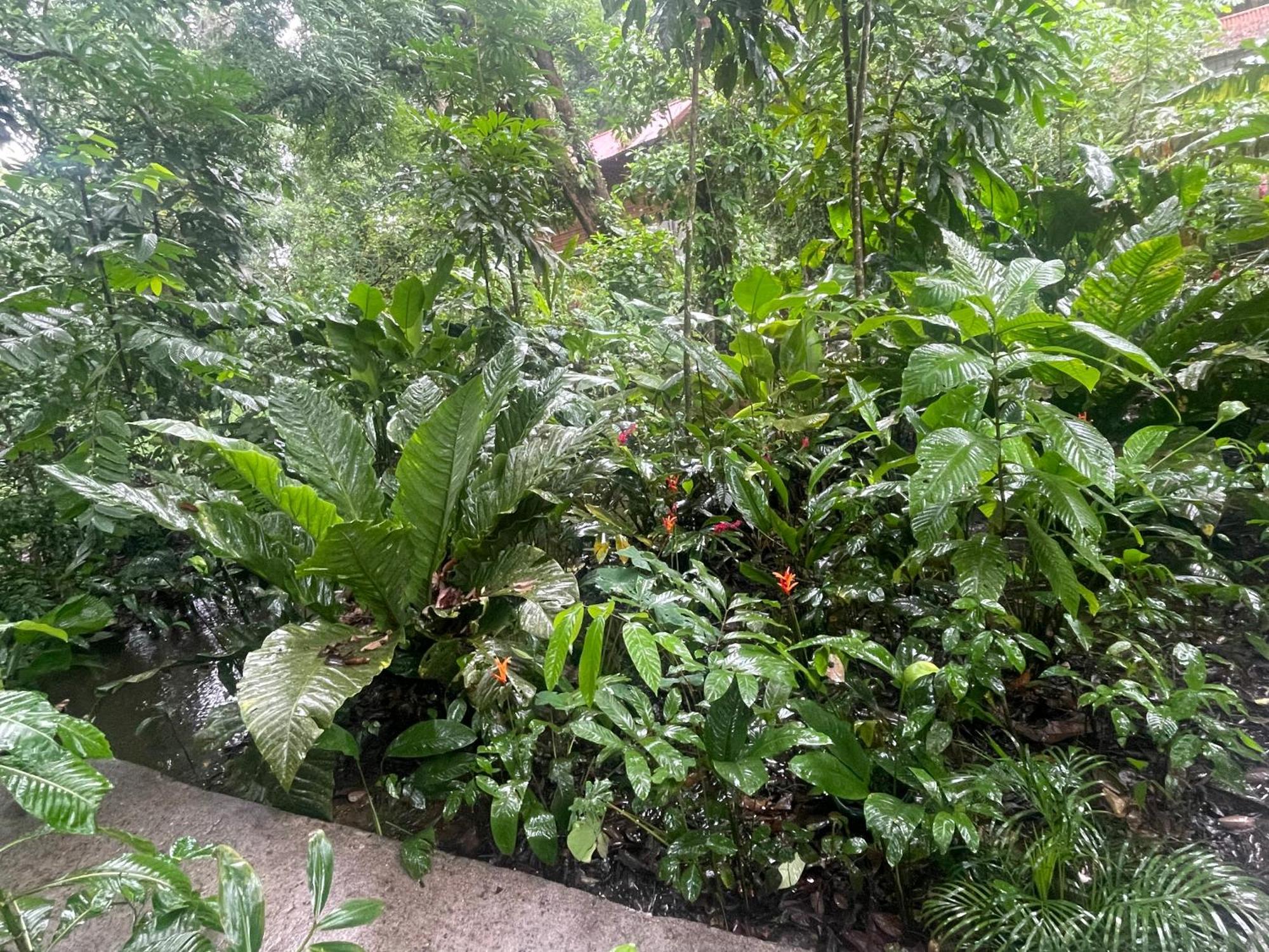 Casa Jaguar Tortuguero Villa Eksteriør billede