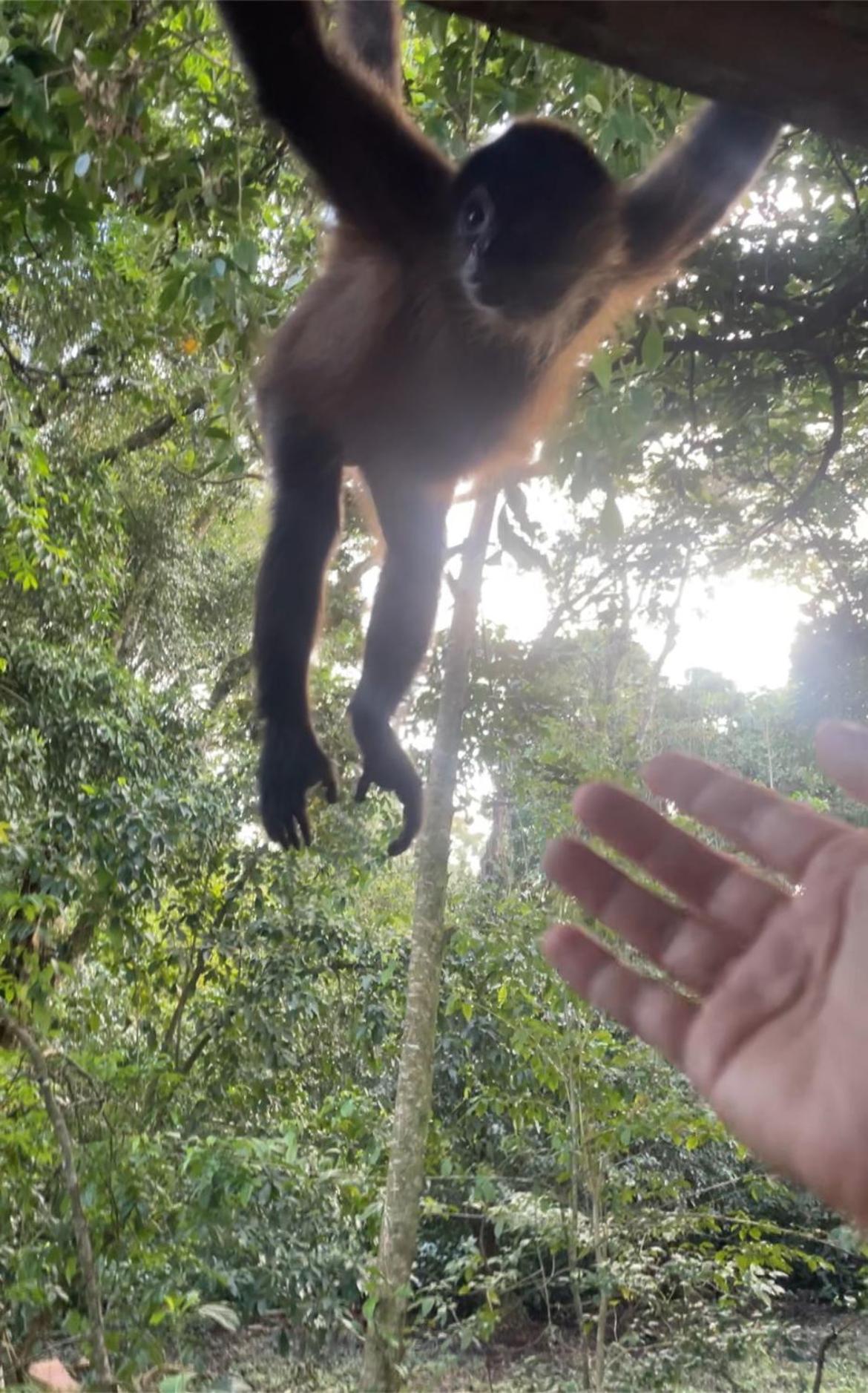 Casa Jaguar Tortuguero Villa Eksteriør billede