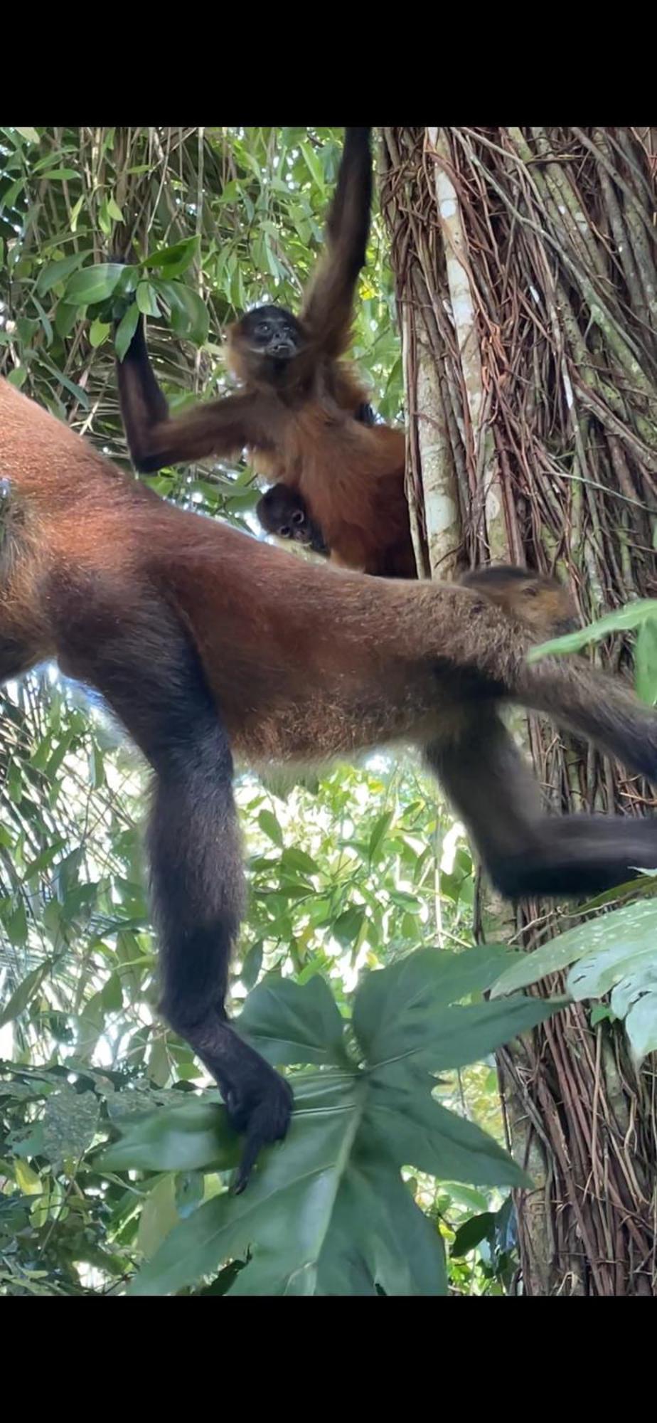 Casa Jaguar Tortuguero Villa Eksteriør billede